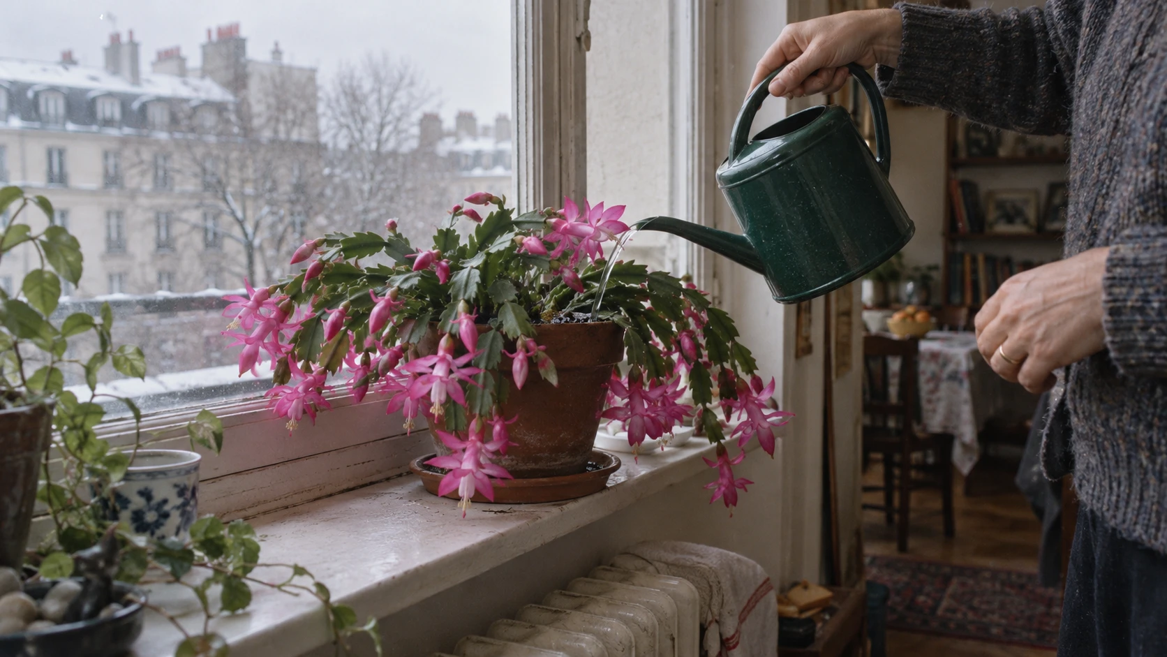 Cactus de Noël : le guide pour une floraison tropicale