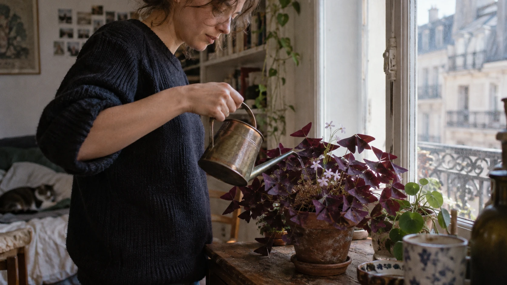 Réussir l’entretien de l’oxalis pour un intérieur vibrant