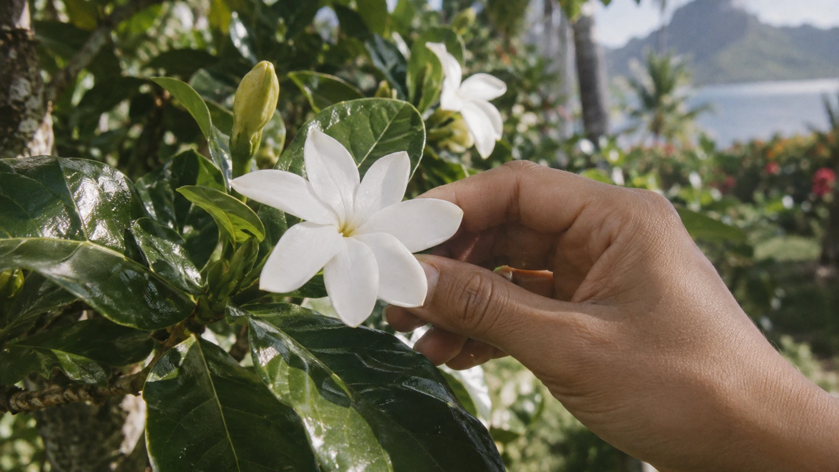La fleur de Tiaré : une senteur incroyable pour la maison !