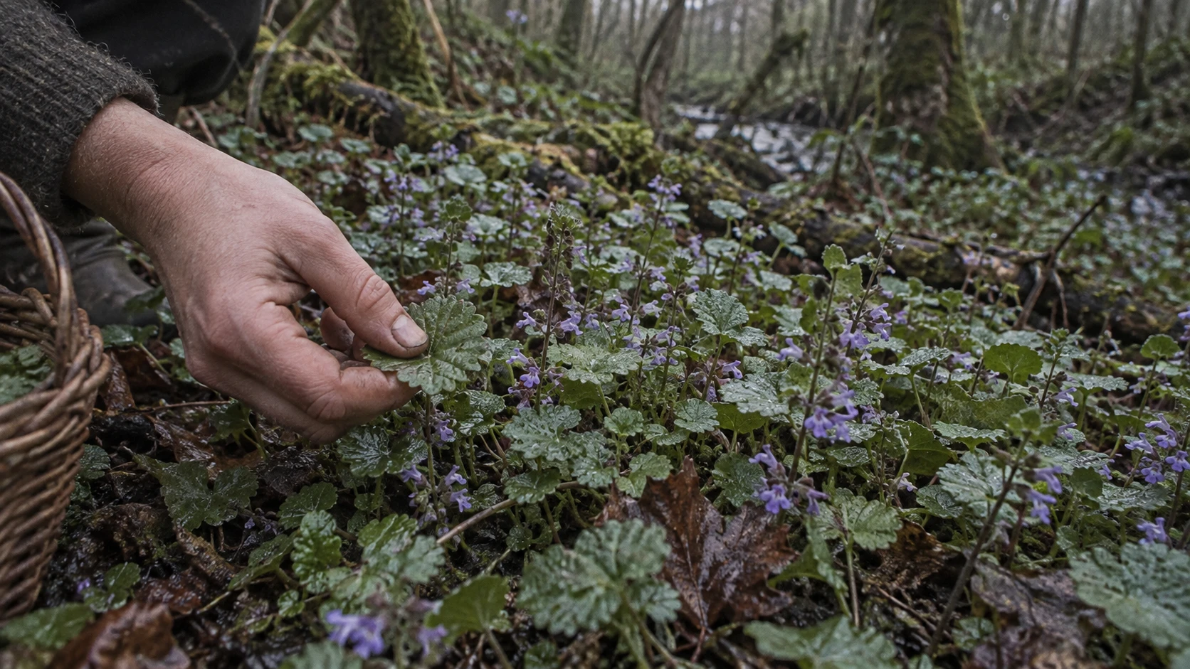 Lierre terrestre : secrets et vertus d’une plante sauvage